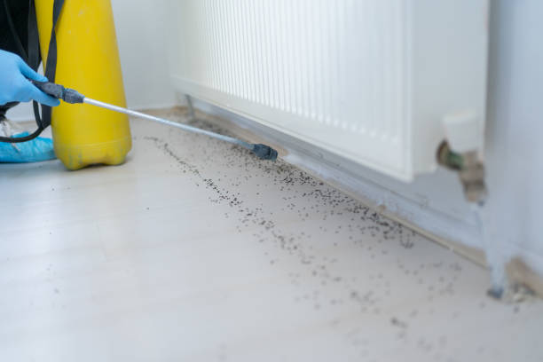 Best Pest Prevention Services  in Methuen Town, MA